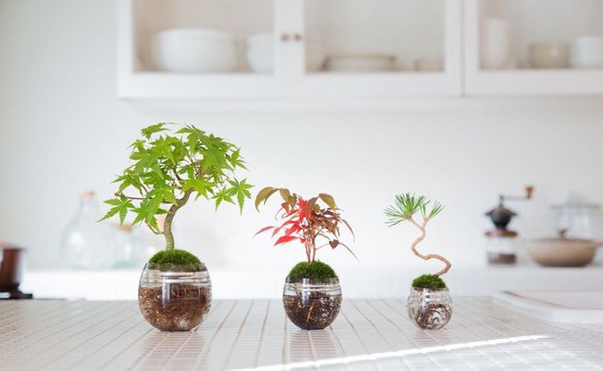Aqua bonsai- Giải pháp mang đến không gian xanh cho văn phòng làm việc
